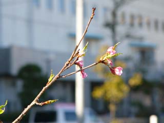 写真： 妙典小まえのスーパー堤防で開花したカワヅザクラ